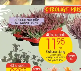 EKO Calluna ljung erbjuda