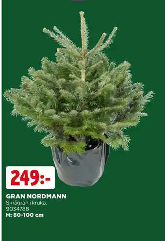 Jem&Fix Gran nordmann erbjuda
