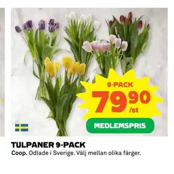 Coop Tulpaner 9-pack erbjuda