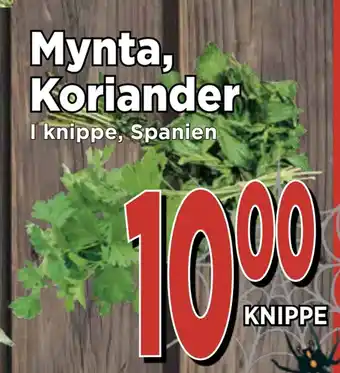 Supergrossen Mynta, koriander erbjuda