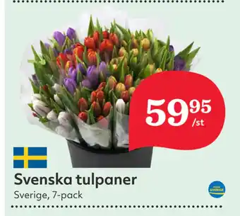 Hemköp Svenska tulpaner erbjuda