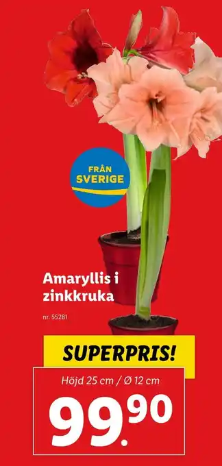 Lidl Amaryllis i zinkkruka erbjuda
