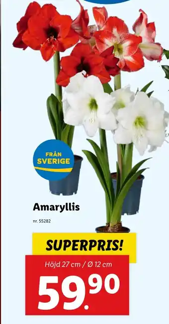 Lidl Amaryllis erbjuda