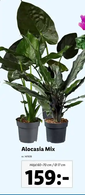 Lidl Alocasia Mix erbjuda