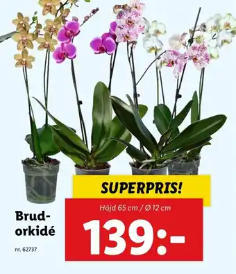 Lidl Brud- orkidé erbjuda