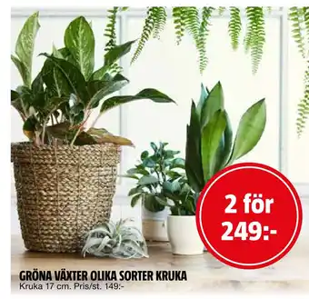 Bauhaus Gröna växter olika sorter kruka erbjuda