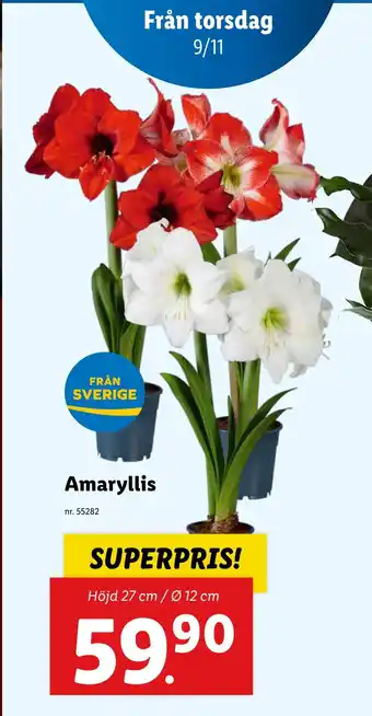 Lidl Amaryllis erbjuda