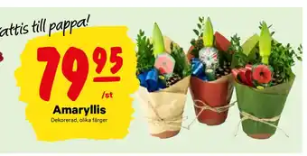 City Gross Amaryllis erbjuda
