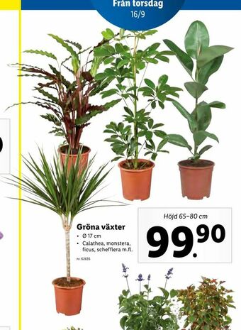 Lidl Gröna växter erbjuda