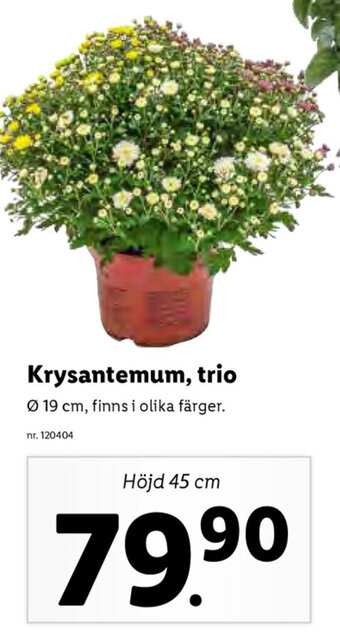Lidl Krysantemum, trio erbjuda