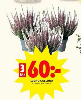 ICA Kvantum Plantor erbjuda
