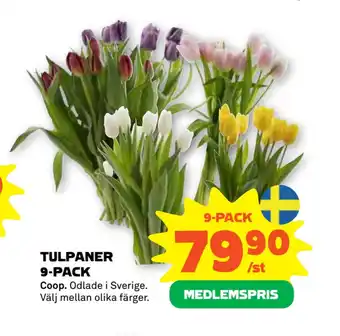 Stora Coop Tulpaner 9-pack erbjuda