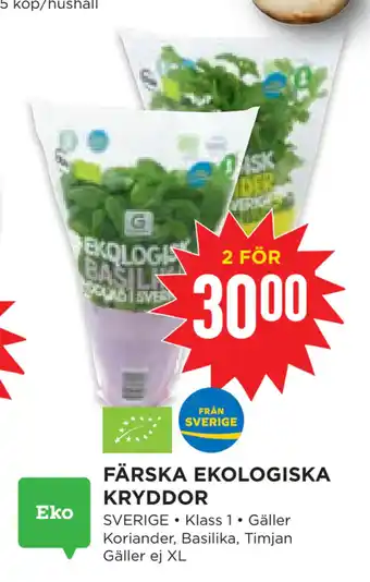 Färska ekologiska kryddor