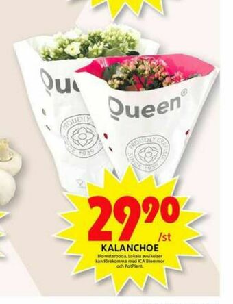 ICA Maxi Blomsterboda Krukväxt erbjuda