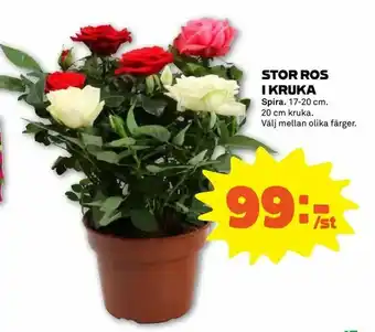 Coop Forum Stor ros i kruka erbjuda