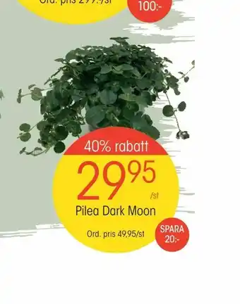 Pilea Dark Moon