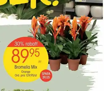 Bromelia Mix