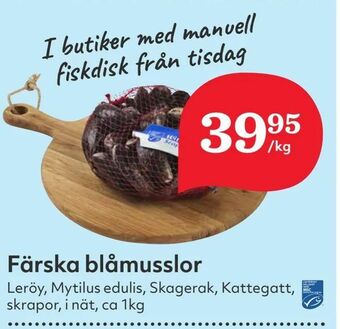 Färska blåmusslor