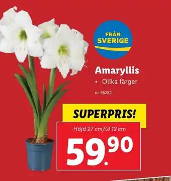 Lidl Amaryllis erbjuda
