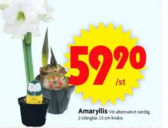 ICA Supermarket Amaryllis erbjuda