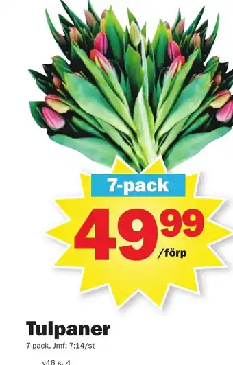 Pekås Tulpaner erbjuda