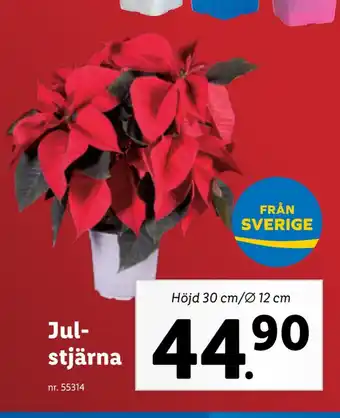 Lidl Julstjärna erbjuda