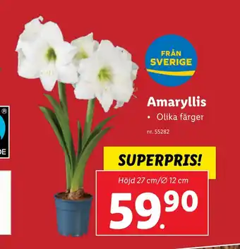 Lidl Amaryllis erbjuda