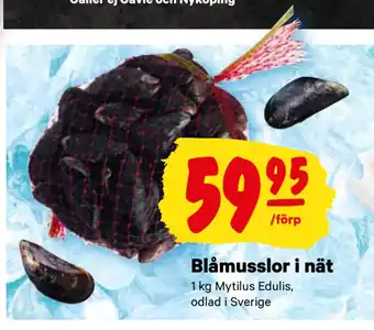 City Gross Blåmusslor i nät erbjuda