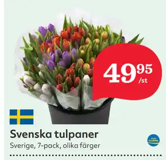 Hemköp Svenska tulpaner erbjuda