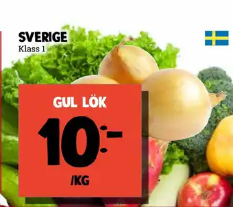 Gul lök