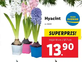 Lidl Hyacint erbjuda