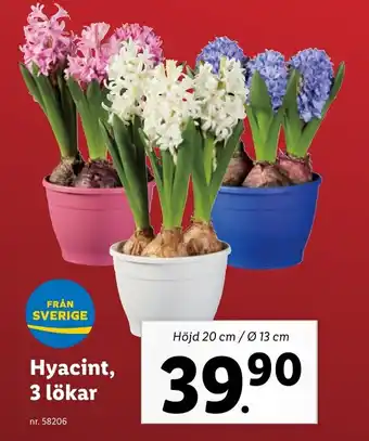 Lidl Hyacint, 3 lökar erbjuda