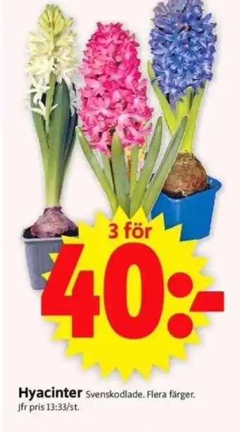 ICA Supermarket Hyacinter erbjuda