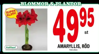 Nya Pulsen Amaryllis, röd erbjuda