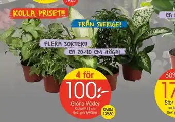 EKO Gröna växter erbjuda