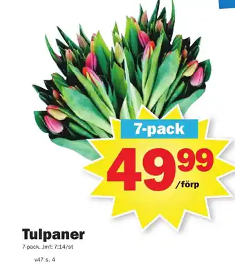 Pekås Tulpaner erbjuda