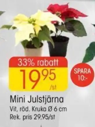 EKO Mini Julstjärna erbjuda