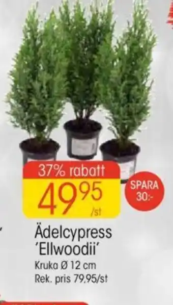 EKO Ädelcypress 'Ellwoodii' Kruka Ø 12 cm erbjuda