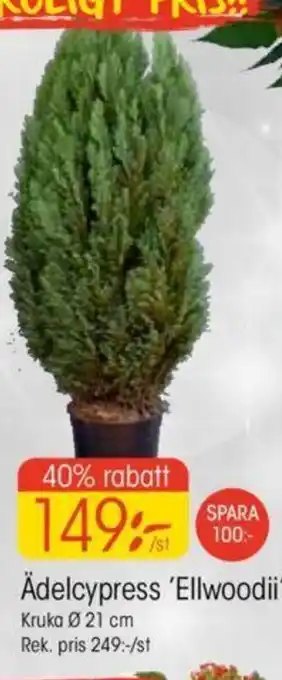 EKO Ädelcypress 'Ellwoodii' Kruka Ø 21 cm erbjuda