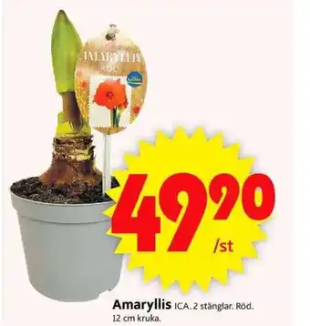 Amaryllis