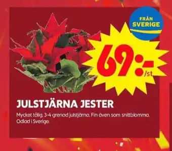 ICA Maxi Blomsterboda krukväxt erbjuda