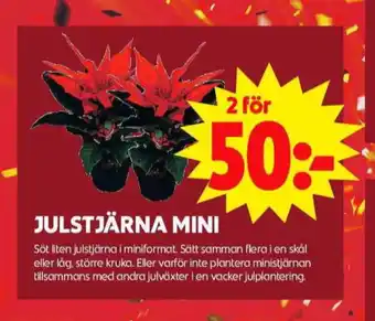 ICA Maxi Blomsterboda krukväxt erbjuda