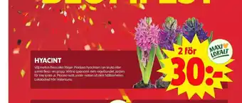 ICA Maxi Blomsterboda krukväxt erbjuda