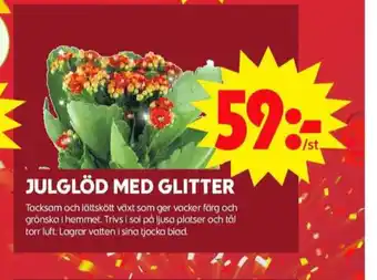 ICA Maxi Blomsterboda krukväxt erbjuda