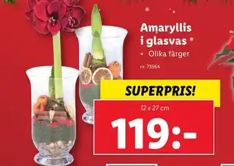 Lidl Amaryllis i glasvas erbjuda
