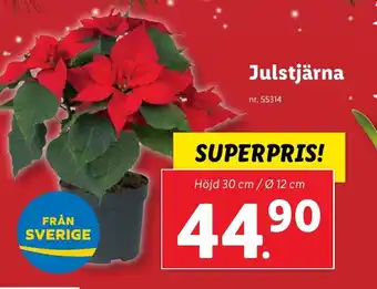 Lidl Julstjärna erbjuda