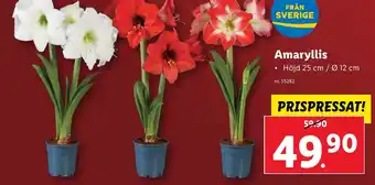Amaryllis