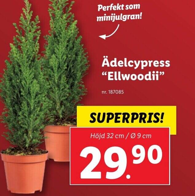 Lidl Ädelcypress "Ellwoodii erbjuda