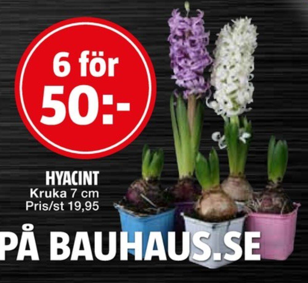 Bauhaus Probau krukväxt erbjuda