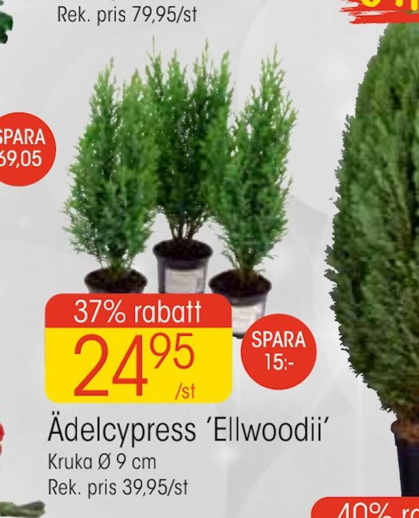 EKO Ädelcypress 'ellwoodii' erbjuda